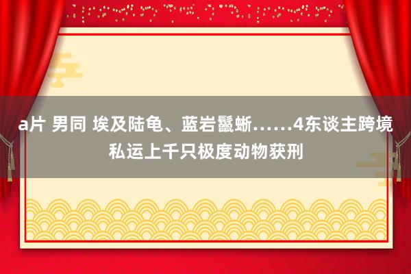 a片 男同 埃及陆龟、蓝岩鬣蜥……4东谈主跨境私运上千只极度动物获刑